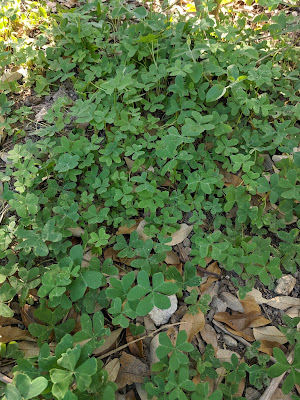 Кислица Друммонда (Oxalis drummondii)