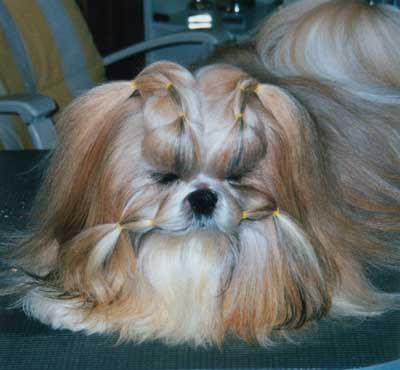 shitzu hairstyles. shih tzu hairstyles