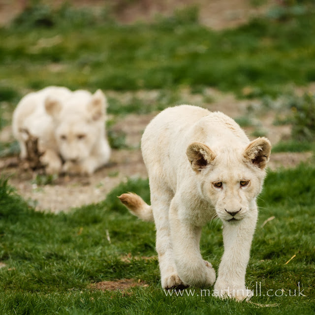 Lion cubs at play