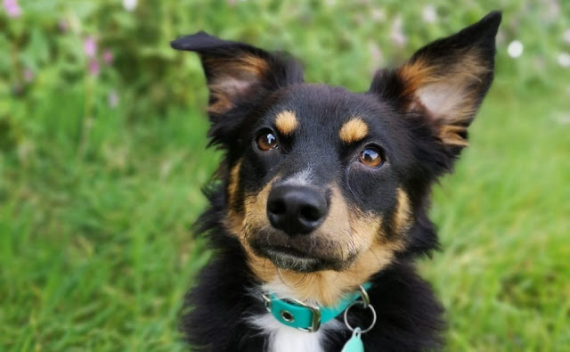 romanian dog rescue how to find out what breed they are