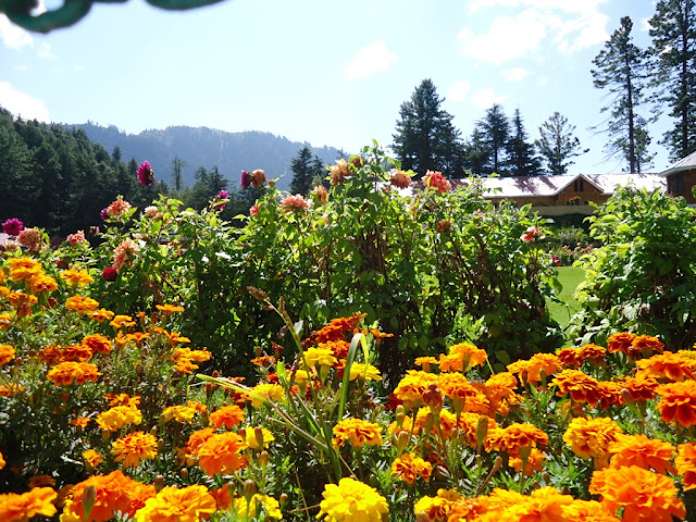 Shogran