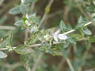 Germandrée arbustive - Teucrium fruticans - Germandrée d'Espagne 