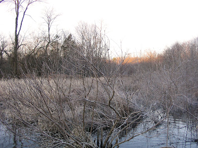 marsh