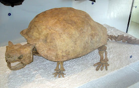 Remains of Giant Turtle 