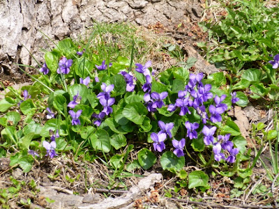 Shy violets bloom at base of tree in late  spring at Brueckner Gardens.