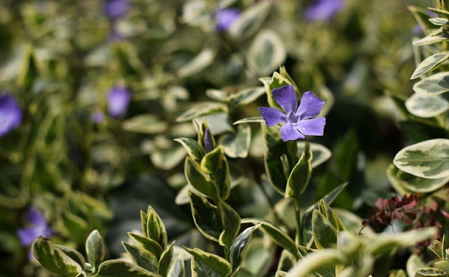 Vinca Major Variegata