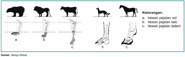  Pada dasarnya rangka binatang Vertebrata sama dengan Pintar Pelajaran Mekanisme Gerak pada Hewan Vertebrata