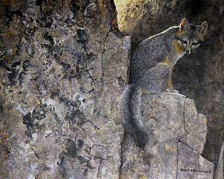 Grey Fox at Cliff