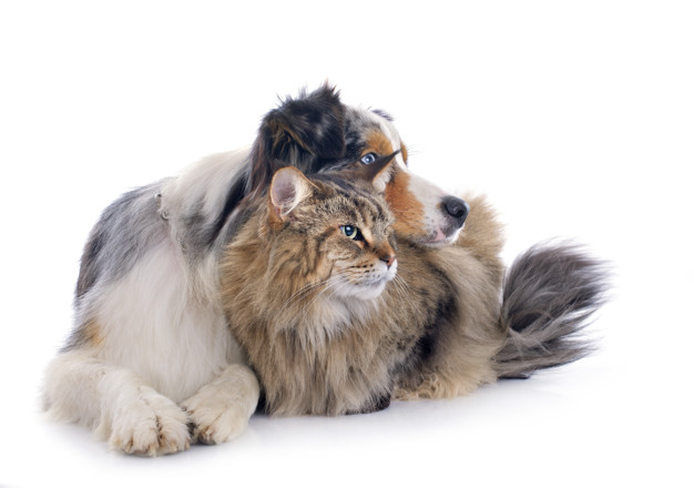 Cateterismo transuretral en perras y gatas