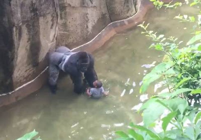 Petitioners call for investigation into "neglectful" parents of boy who fell into gorilla enclosure