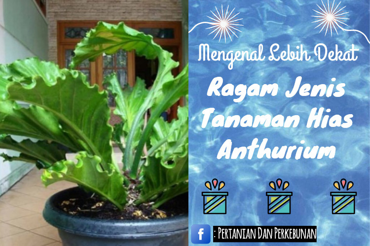 Mengenal Lebih Dekat Ragam Jenis Tanaman Hias Anthurium Mengenal Lebih Dekat Ragam Jenis Tanaman Hias Anthurium