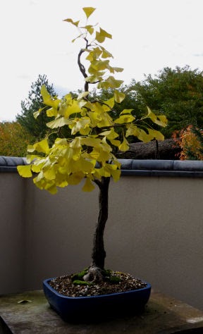 Meijer Garden bonsai ginko