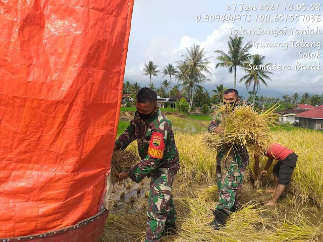 Wujudkan Swasembada Pangan Babinsa Koramil 09/Gunung Talang Bantu Petani Panen Padi