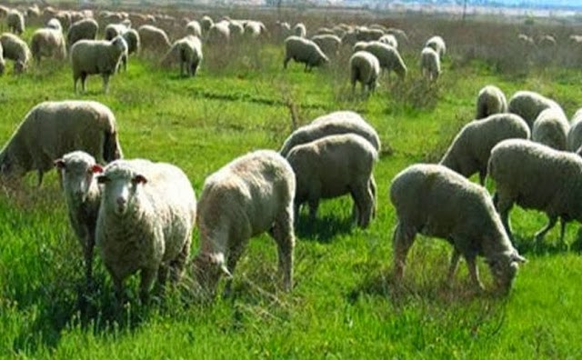 Για να εκδικιθεί τον γειτονά του έριξε ποντικοφάρμακο στο κοπάδι του....