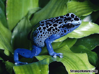 rare and endangered animal pictures 02