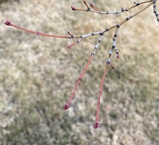 もみじの芽