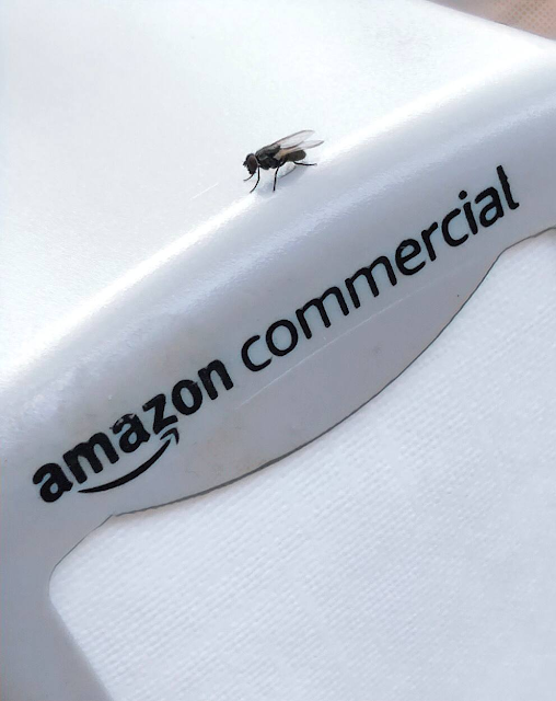 Amazon Commercial Housefly