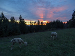 organic christmas tree farm washington county oregon