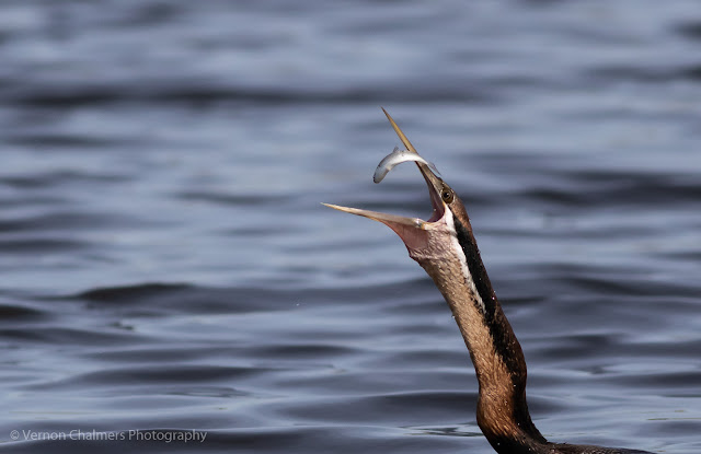 African darter fishing in the Diep River, Woodbridge Island, Cape Town Image 3 Copyright Vernon Chalmers Photography