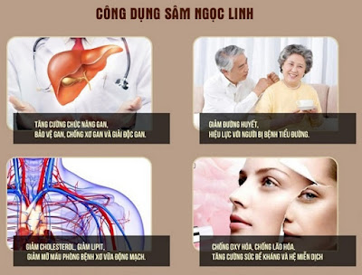 Chữa bệnh tai biến, tiểu đường với sâm Ngọc Linh