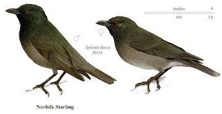 Norfolk island starling