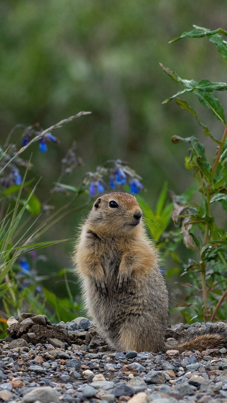 An arctic ground squirrel.