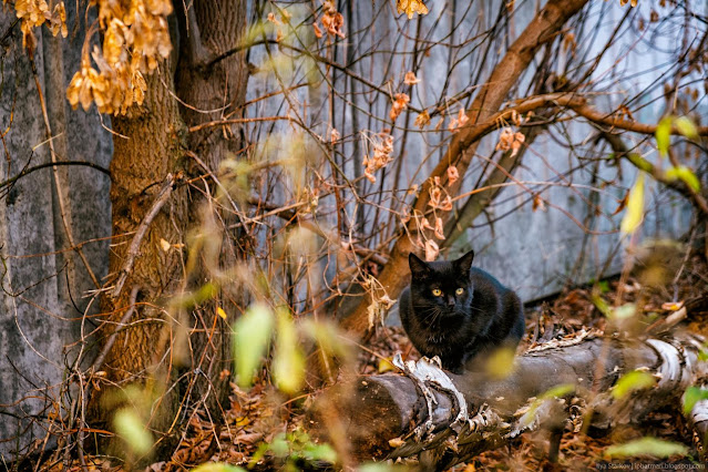 Черная кошка с на теплотрассе