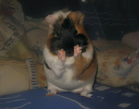 funny animals of the week, cute hamster