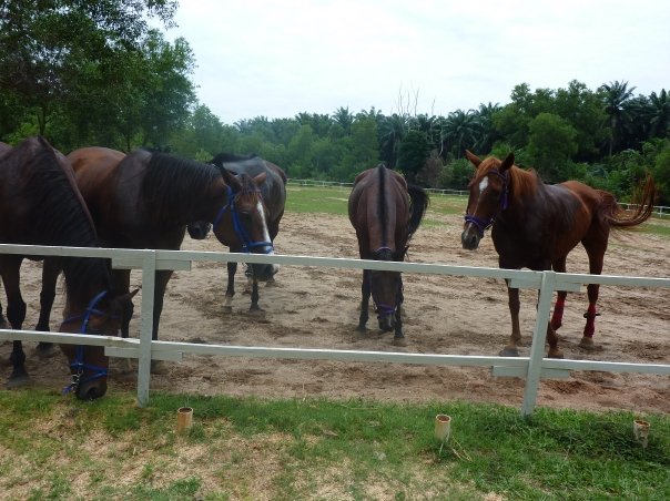 herd of horses. Thoroughbred trail horses.