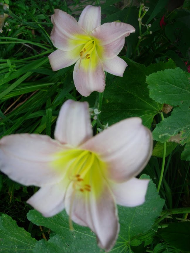 mothers day flowers lilies. mothers day flowers lilies.