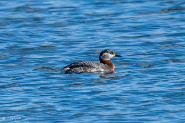 Red-necked grebe