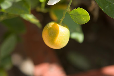 Photo of a tangerine