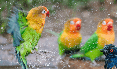 Lovebird Terapi Air Hujan