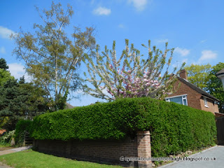 Trees and hedges