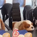 Hilarious Birthday Party Drama: King Charles Spaniel Almost Bites Great Dane's Tongue off For Interrupting Its Celebrations