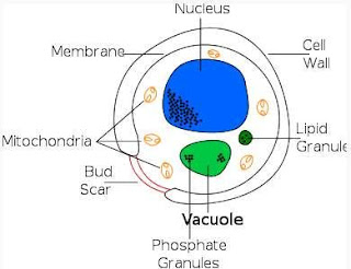  DIAGRAM OF YEAST CELL