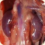 healthyadrenal