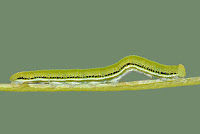 Catopsilia pomona larva
