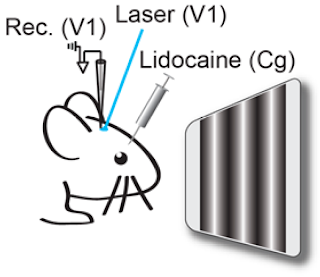 Center-surround modulation of visual cortical responses induced by Cg axonstimulation after blocking antidromic spiking of Cg neurons