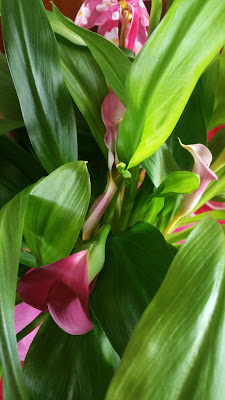 callas-ou-zantedeschia-rose