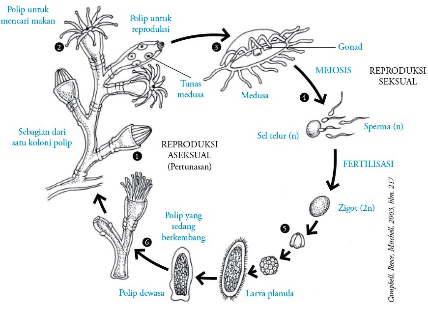  Coelenterata) : Pengertian, Ciri-ciri, Klasifikasi, Reproduksi, Contoh