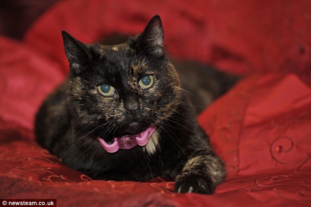 goldfish bowl and cat. Give us a kiss, you just owl