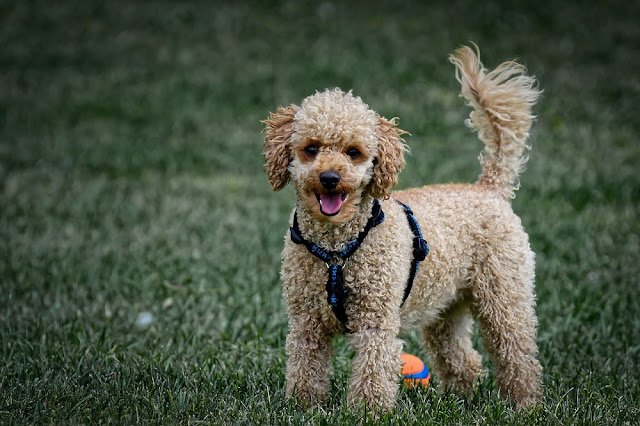 Can Dogs Eat Edamame? CAN I GIVE MY DOG Edamame? Little Known Secret ...