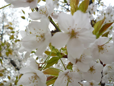 白い桜