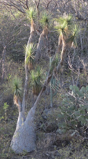 Beaucarnea gracilis