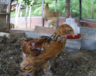 chickens in Puriscal