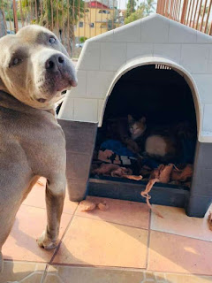Pitbull de buen corazón invita a una gata callejera embarazada a su caseta para dar a luz a sus gatitos