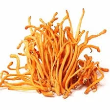 Cordyceps mushroom training in hyderabad