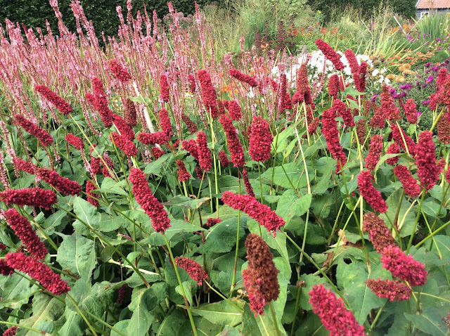 Persicara amplexicaulis 'Black Adder' (rood) en 'Fascination' (roze)