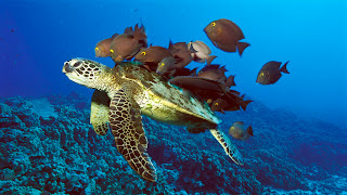 Sea Turtle Wallpaper